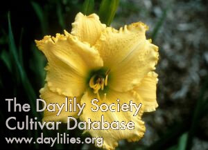 Daylily Gold Embroidery